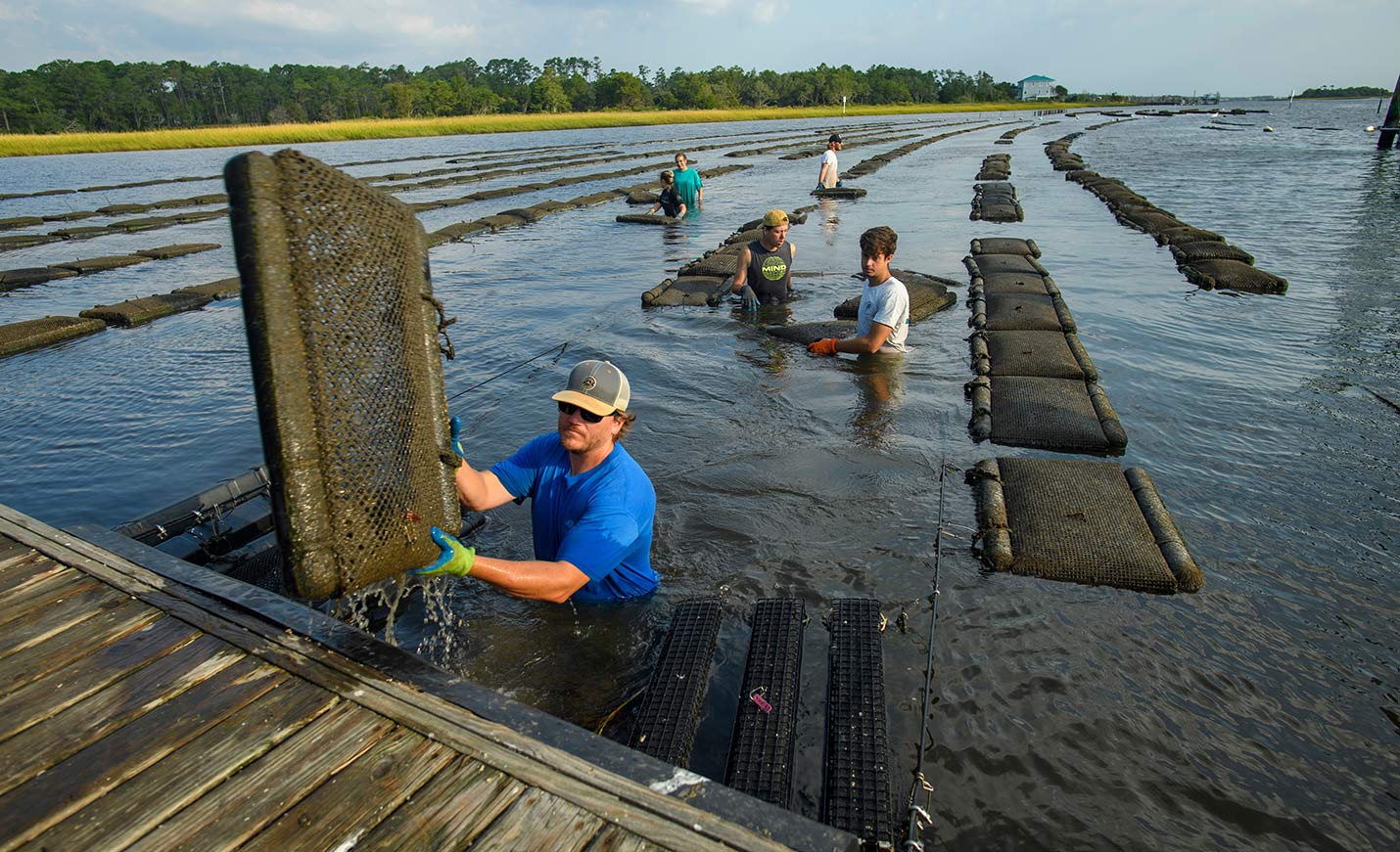 UNCW Students working in CMS Oyster farm