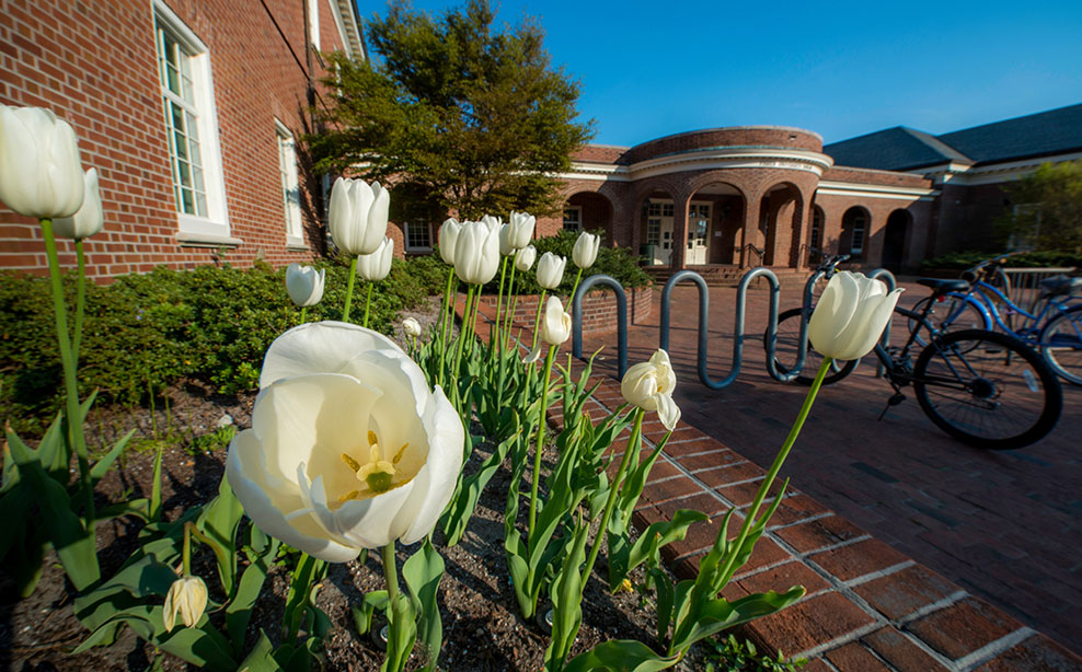 white tulips bloom in courtyard in front of Fisher University Union entrance