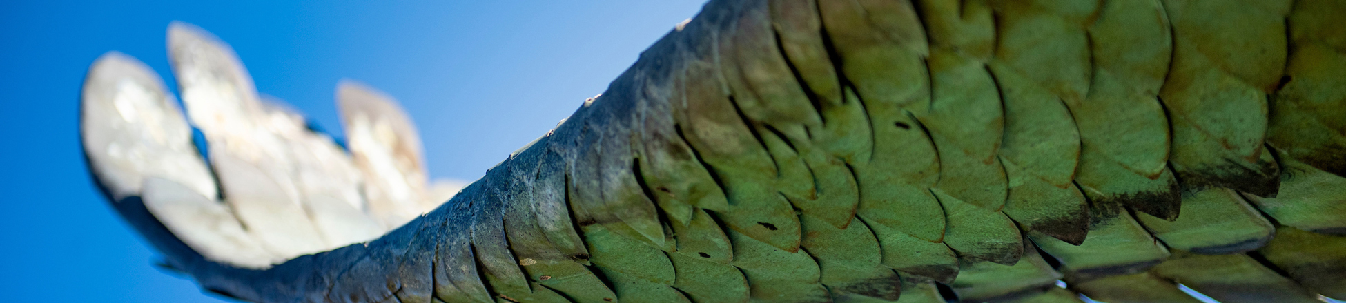 Seahawk statue's wing closeup